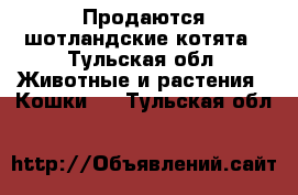 Продаются шотландские котята - Тульская обл. Животные и растения » Кошки   . Тульская обл.